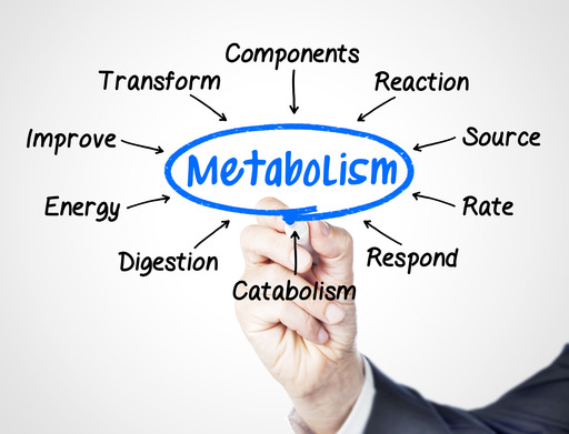 women's metabolism